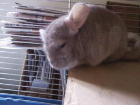 Willow