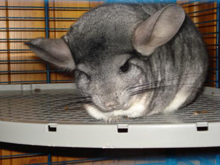Lilou