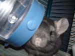Rats & Chinchillas