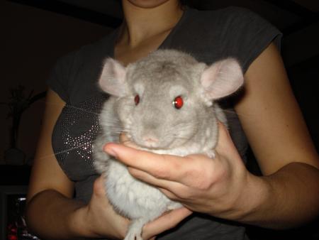 Lola