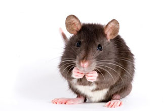 Qu'est-ce qu'un rat domestiques?
